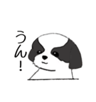 Stickers_Shih Tzu_f シーズースタンプ（個別スタンプ：23）