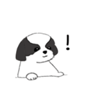 Stickers_Shih Tzu_f シーズースタンプ（個別スタンプ：25）