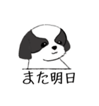 Stickers_Shih Tzu_f シーズースタンプ（個別スタンプ：29）