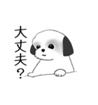 Stickers_Shih Tzu_f シーズースタンプ（個別スタンプ：31）