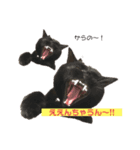 黒猫あめちゃん・関西弁2（個別スタンプ：3）