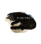 黒猫あめちゃん・関西弁2（個別スタンプ：8）