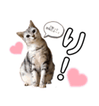 こむこまこのこの(こむぎとこまち4)（個別スタンプ：17）