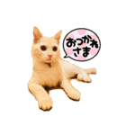 きな子①（個別スタンプ：3）