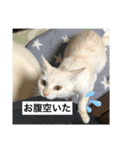 きな子①（個別スタンプ：10）