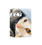 きな子①（個別スタンプ：12）
