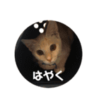 きな子①（個別スタンプ：14）