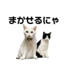 ねこ★ねこ★ねこ⑥（個別スタンプ：2）