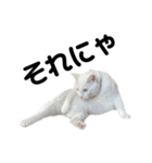 ねこ★ねこ★ねこ⑥（個別スタンプ：3）