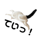 ねこ★ねこ★ねこ⑥（個別スタンプ：4）