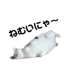ねこ★ねこ★ねこ⑥（個別スタンプ：5）