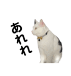 ねこ★ねこ★ねこ⑥（個別スタンプ：6）