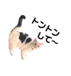ねこ★ねこ★ねこ⑥（個別スタンプ：7）
