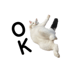 ねこ★ねこ★ねこ⑥（個別スタンプ：8）
