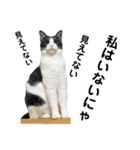 ねこ★ねこ★ねこ⑥（個別スタンプ：9）