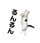 ねこ★ねこ★ねこ⑥（個別スタンプ：10）