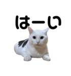 ねこ★ねこ★ねこ⑥（個別スタンプ：11）