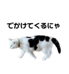 ねこ★ねこ★ねこ⑥（個別スタンプ：12）