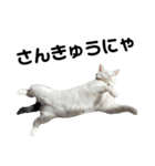 ねこ★ねこ★ねこ⑥（個別スタンプ：13）