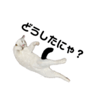 ねこ★ねこ★ねこ⑥（個別スタンプ：14）