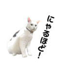 ねこ★ねこ★ねこ⑥（個別スタンプ：15）