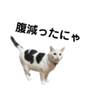 ねこ★ねこ★ねこ⑥（個別スタンプ：16）