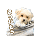 おとこやまスタンプ（個別スタンプ：2）