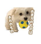 おとこやまスタンプ（個別スタンプ：5）