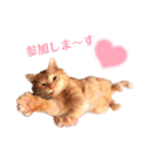 わ"んとして！Good！（個別スタンプ：17）