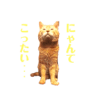 わ"んとして！Good！（個別スタンプ：18）