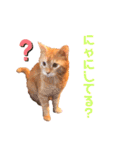 わ"んとして！Good！（個別スタンプ：20）