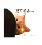 わ"んとして！Good！（個別スタンプ：25）