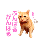 わ"んとして！Good！（個別スタンプ：29）