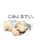 二宮さんちのびびさん（個別スタンプ：2）