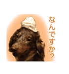 ダックスとゆかいな仲間たち（個別スタンプ：2）