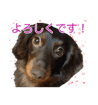 ダックスとゆかいな仲間たち（個別スタンプ：3）