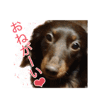 ダックスとゆかいな仲間たち（個別スタンプ：5）