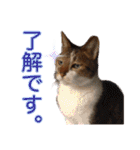 ダックスとゆかいな仲間たち（個別スタンプ：6）