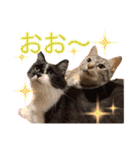 ダックスとゆかいな仲間たち（個別スタンプ：7）