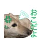 ダックスとゆかいな仲間たち（個別スタンプ：10）