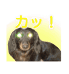 ダックスとゆかいな仲間たち（個別スタンプ：13）
