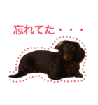 ダックスとゆかいな仲間たち（個別スタンプ：14）
