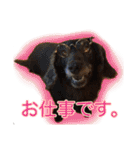 ダックスとゆかいな仲間たち（個別スタンプ：16）