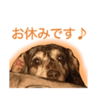 ダックスとゆかいな仲間たち（個別スタンプ：17）
