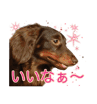 ダックスとゆかいな仲間たち（個別スタンプ：19）