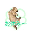 ダックスとゆかいな仲間たち（個別スタンプ：22）