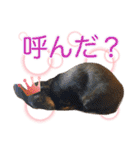 ダックスとゆかいな仲間たち（個別スタンプ：23）