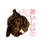 ダックスとゆかいな仲間たち（個別スタンプ：30）