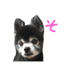 黒ポメのちょいワルポンタくん（個別スタンプ：2）