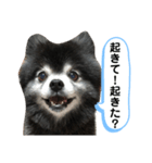 黒ポメのちょいワルポンタくん（個別スタンプ：5）